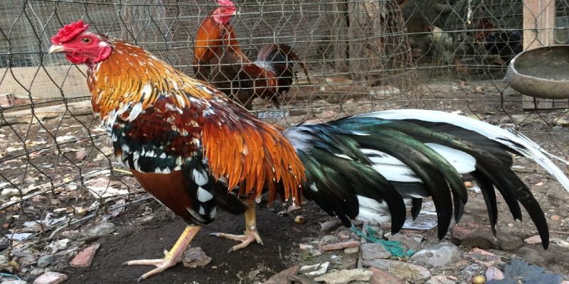 Lý do gà có lông voi được coi là linh kê